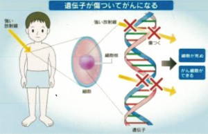 放射線によるDNA損傷のメカニズム（日経新聞記事より）