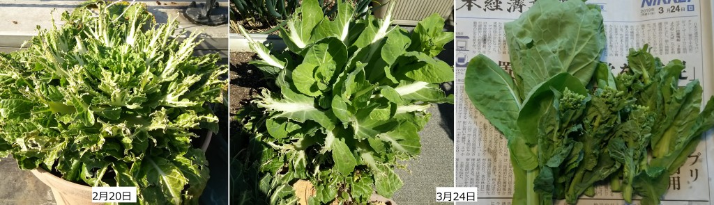 白菜の菜の花